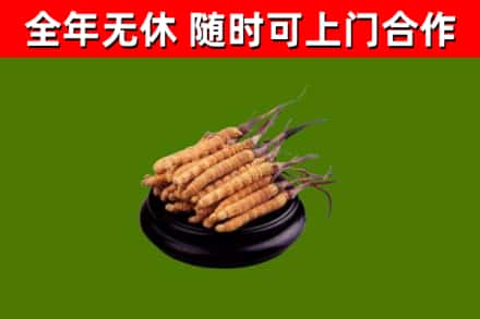 宁南县回收散虫草