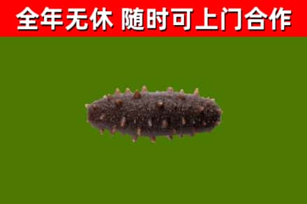 宁南县回收海参干